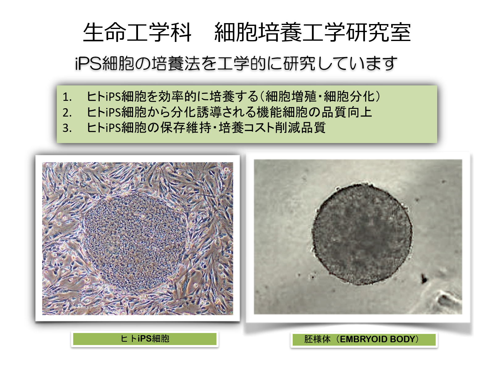 細胞培養工学研究室 山梨大学生命環境学部生命工学科 細胞培養工学研究室 山梨大学生命環境学部生命工学科